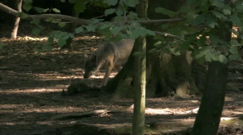 Gray or grey wolves (Canis lupus) walking in the forest. Video stock 55436161
