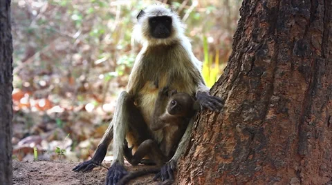 Gray or Hanuman Langur Monkey mother and baby in Bandhavgarh, India. Stock Footage 37518945