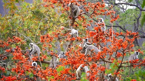 Gray or Hanuman Langur Monkeys feed &amp; socialize in a magical tree in India. Stock Footage 37519103