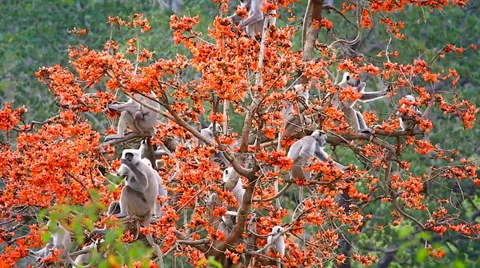 Gray or Hanuman Langur Monkeys feed &amp; socialize in a magical tree in India. Stock Footage 37519209