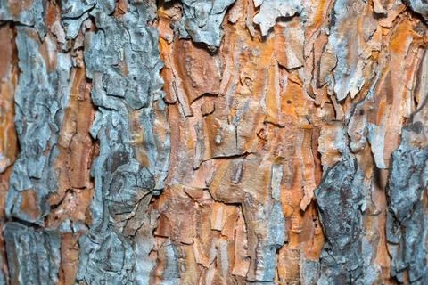 Gray orange pine bark. Close-up Stock Photos
