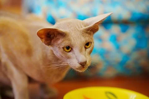 A gray oriental cat eats food from a bowl. Stock Photos