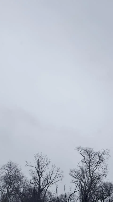 Gray Overcast Sky Above Bare Winter Trees Video stock 344779357