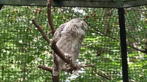 A gray owl brushing its feathers sitting on a branch Stock Footage 163371650