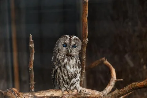 Gray owl in a cage Stock Photos