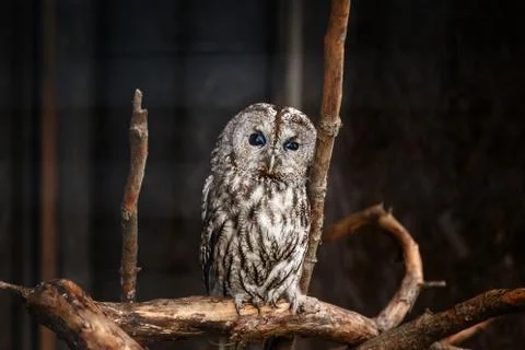 Gray owl in a cage Stock Photos