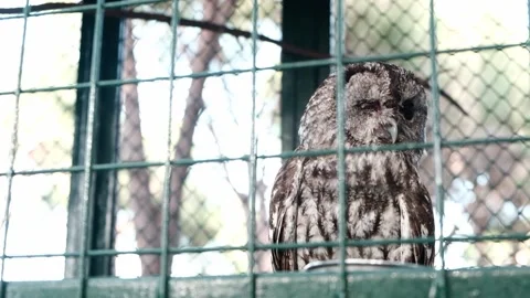Gray owl kept prisoner in a confined cage behind green grid fence in a zoo Stock Footage 149377748