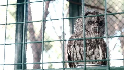 Gray owl kept prisoner in a confined cage behind green grid fence in a zoo Stock Footage 149377769