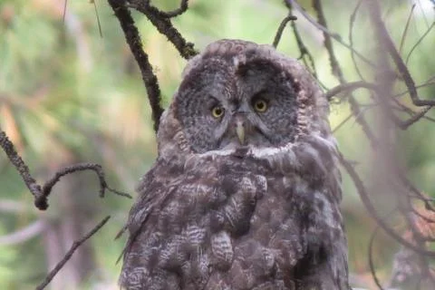 Gray owl Foto stock