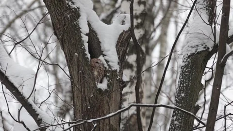 Gray owl sits in a hollow tree Stock Footage 258856688
