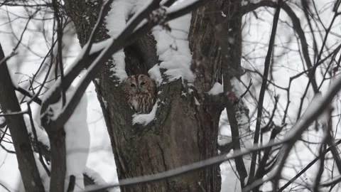Gray owl sits in a hollow tree Stock Footage 258856691