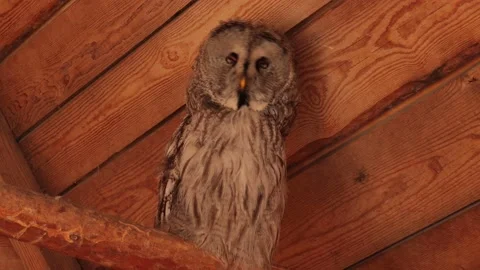 A gray  owl Strix turns its head. Stock Footage 134337927