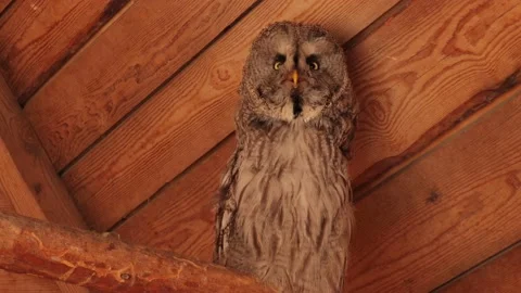 A gray  owl Strix turns its head. Stock Footage 134337936