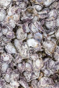 Gray oyster shells on stone texture vertical pattern base marine design natur Stock Photos