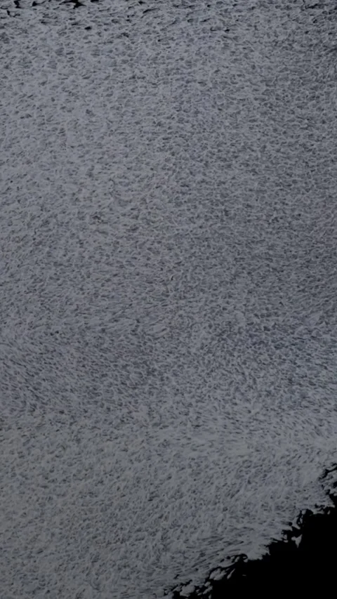Gray paint is applied to interior wall with roller, smoothing surface in ov.. Stock Footage 348443169