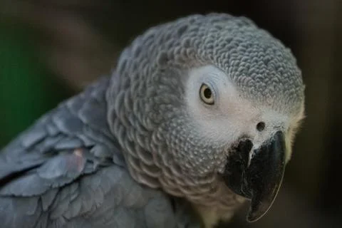 Gray parrot (close up) Stock Photos