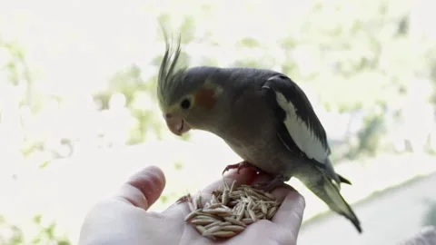 Gray parrot cockatiel eats with hands bird food on blurred background. Stock Footage 154911656