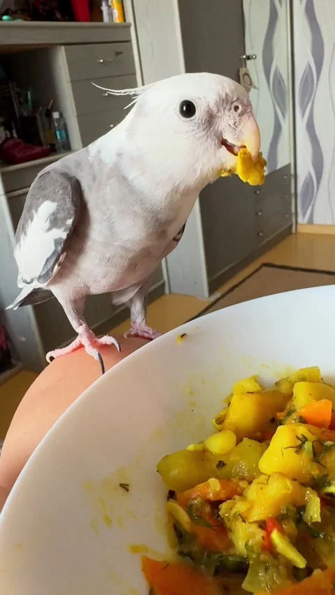 Gray parrot Corella eating vegetables Video stock 325744833