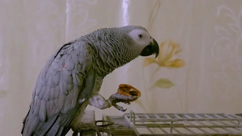 A gray parrot eats a walnut sitting on a cage holding it in its paw, close-up Stock Footage 207199790