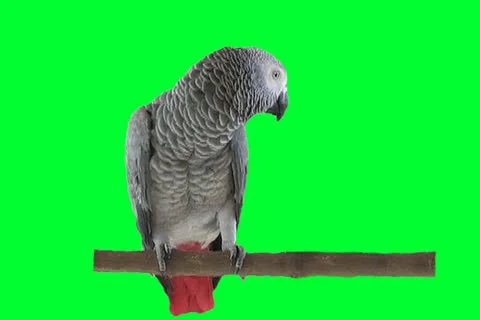 Gray Parrot Stock Footage 18352501