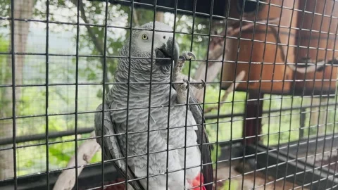 The gray parrot Stock-Footage 314629328