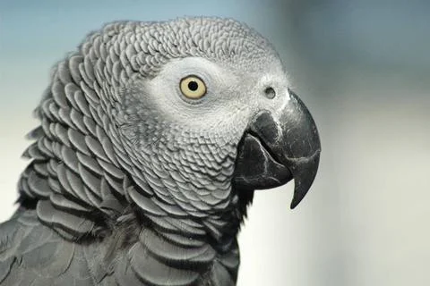 Gray parrot Head of gray red-tailed parrot Copyright: xZoonar.com/IvonnexW... Stock Photos