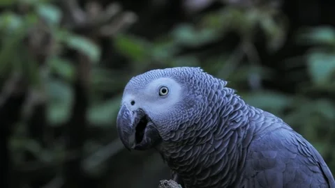 Gray parrot jaco long performs its song on a blurred background, sound Vídeos de archivo 311990592