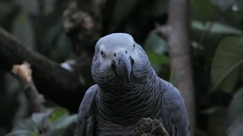 Gray parrot jaco long performs its song on a blurred background, sound Stock Footage 311990596