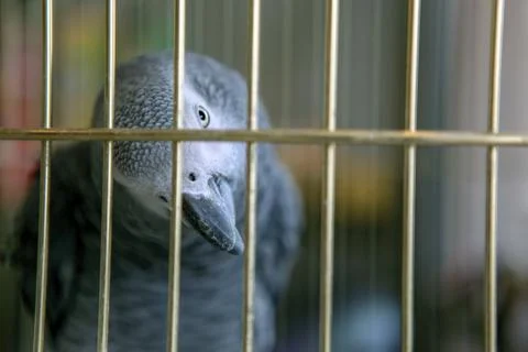 Gray Parrot Jaco Foto stock
