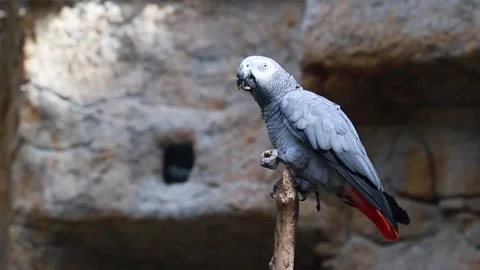 Gray parrot Jaco sitting on a branch. African parrot close-up Stock Footage 291468205