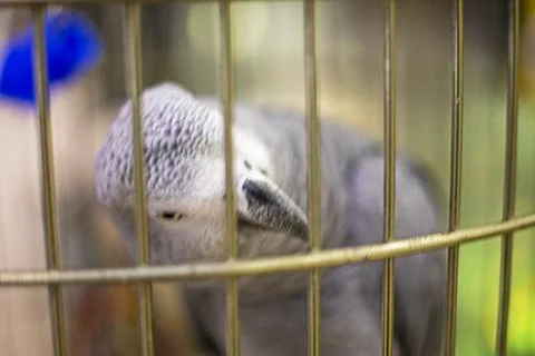 Gray parrot looks through a cage. Bird protection Stock Photos