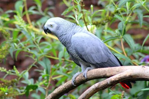 Gray parrot perched on a tree branch 스톡 사진
