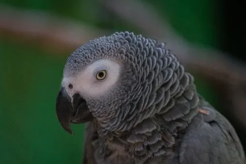 Gray parrot Stock Photos