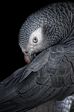 Gray parrot Stock Photos