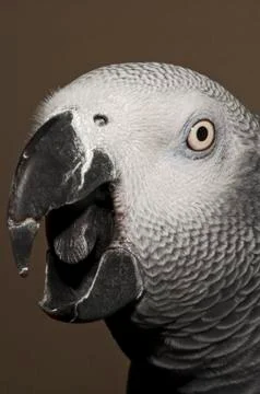 Gray parrot portrait Stock Photos