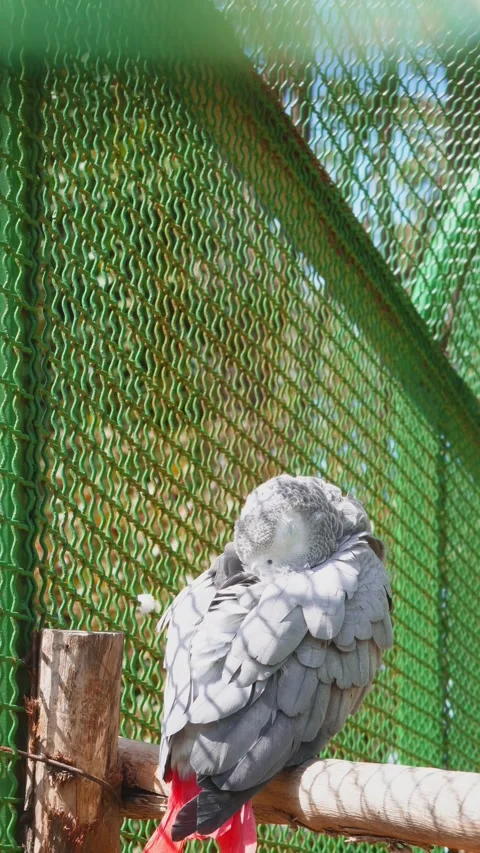 Gray parrot preens feathers on perch inside aviary with green mesh background Stock Footage 333615722