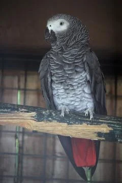 Gray parrot (Psittacus erithacus) perched on a tree trunk Stock Photos