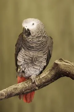 Gray Parrot, Psittacus erithacus, perched Foto stock
