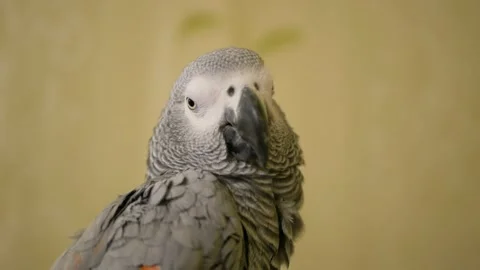A gray parrot sits on a cage, close-up, space for text. Stock Footage 204075984