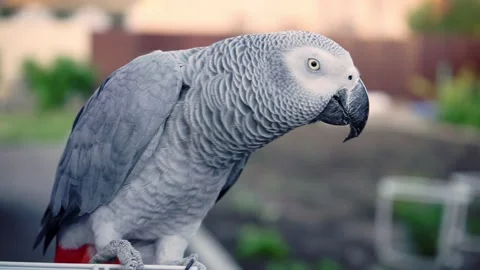 Gray parrot sitting and looking at camera Stock Footage 171855666