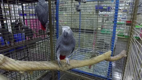 A gray parrot is sitting on a branch. Stock Footage 77410117