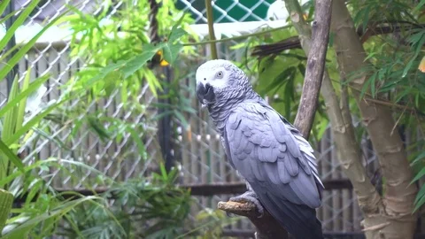 Gray Parrot Sitting on Perch 스톡 동영상 77331604