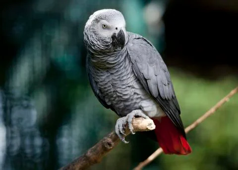 Gray parrot sitting on tree branch 写真素材
