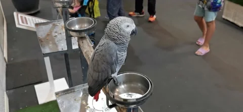 Gray parrot, standing still watching passers-by on, food cup. Stock Footage 157741348