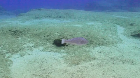 Gray Parrotfish 動画素材 124011990