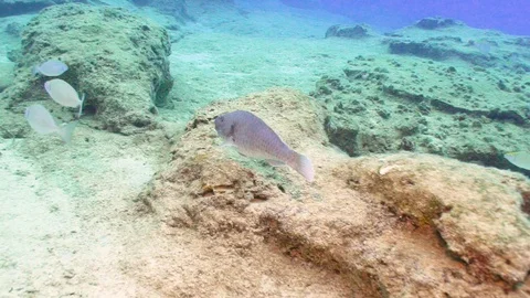 Gray Parrotfish Goes Underwater Stock Footage 124011932
