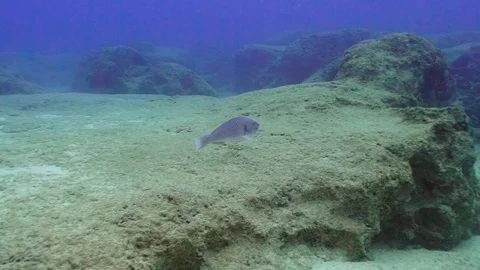 Gray Parrotfish is Moving Underwater Video stock 124011861