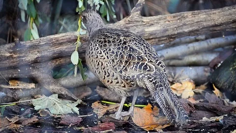 Gray partridge in aviary Stock Footage 93781153