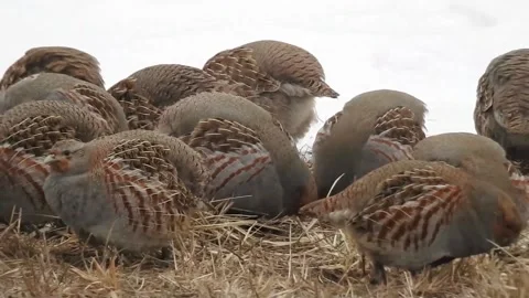 Gray  partridge close up, feeding Stock Footage 164379788
