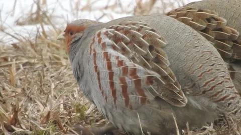 Gray  partridge close up, feeding Stock Footage 164379805